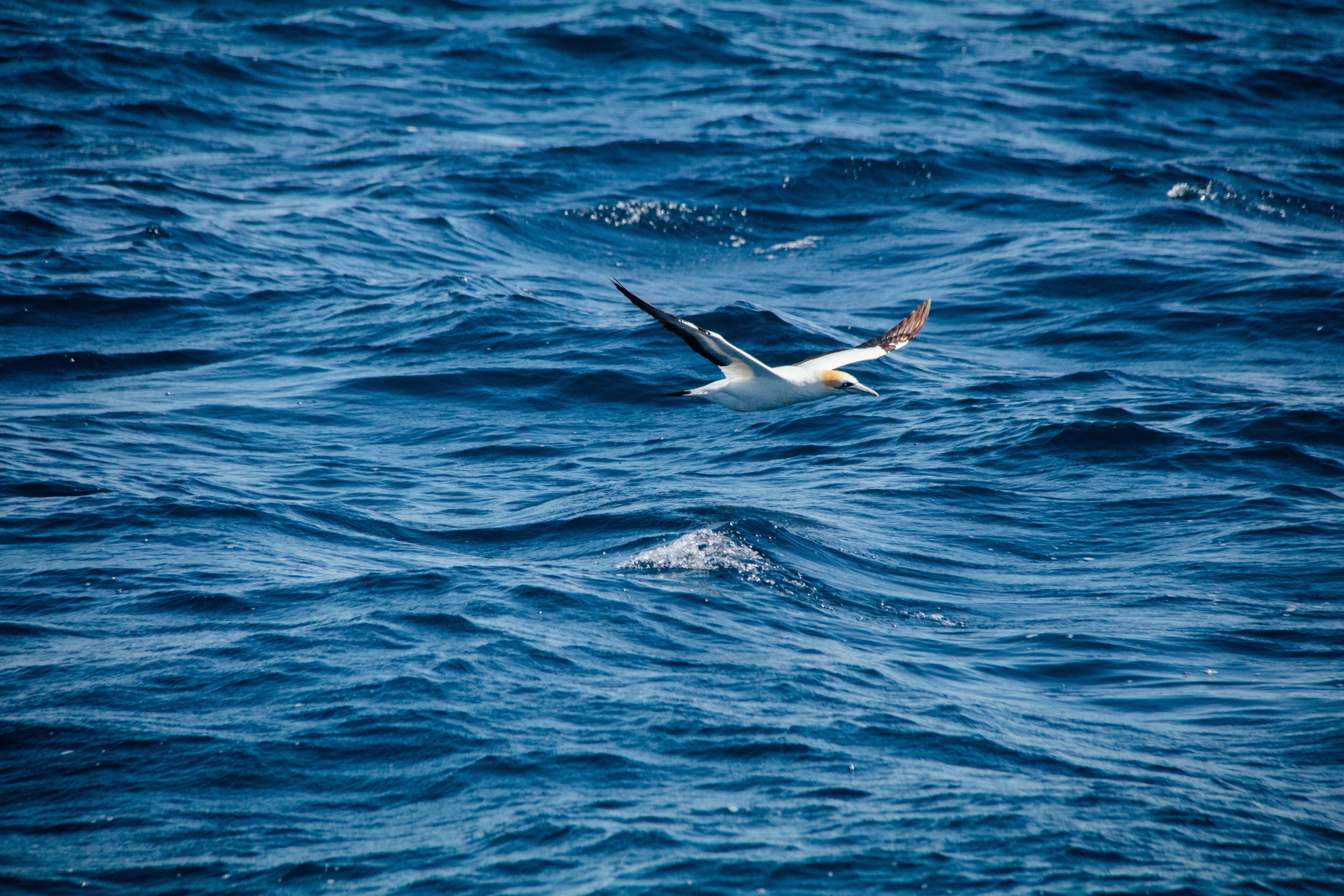 white bird flying above body of water at daytime